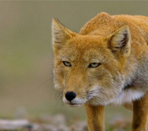 Мурашко Сергей Николаевич